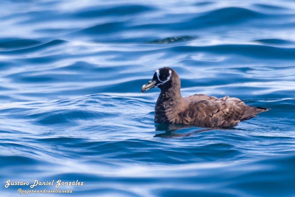 Spectacled Petrel - ML646662046