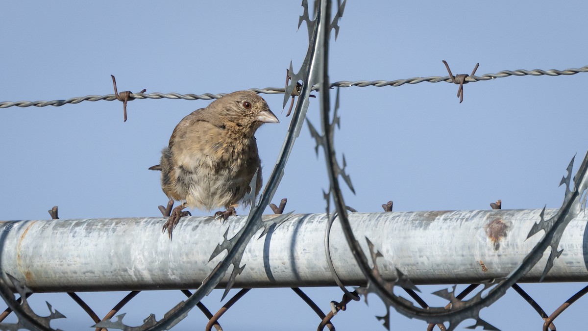 Canyon Towhee - ML646662047