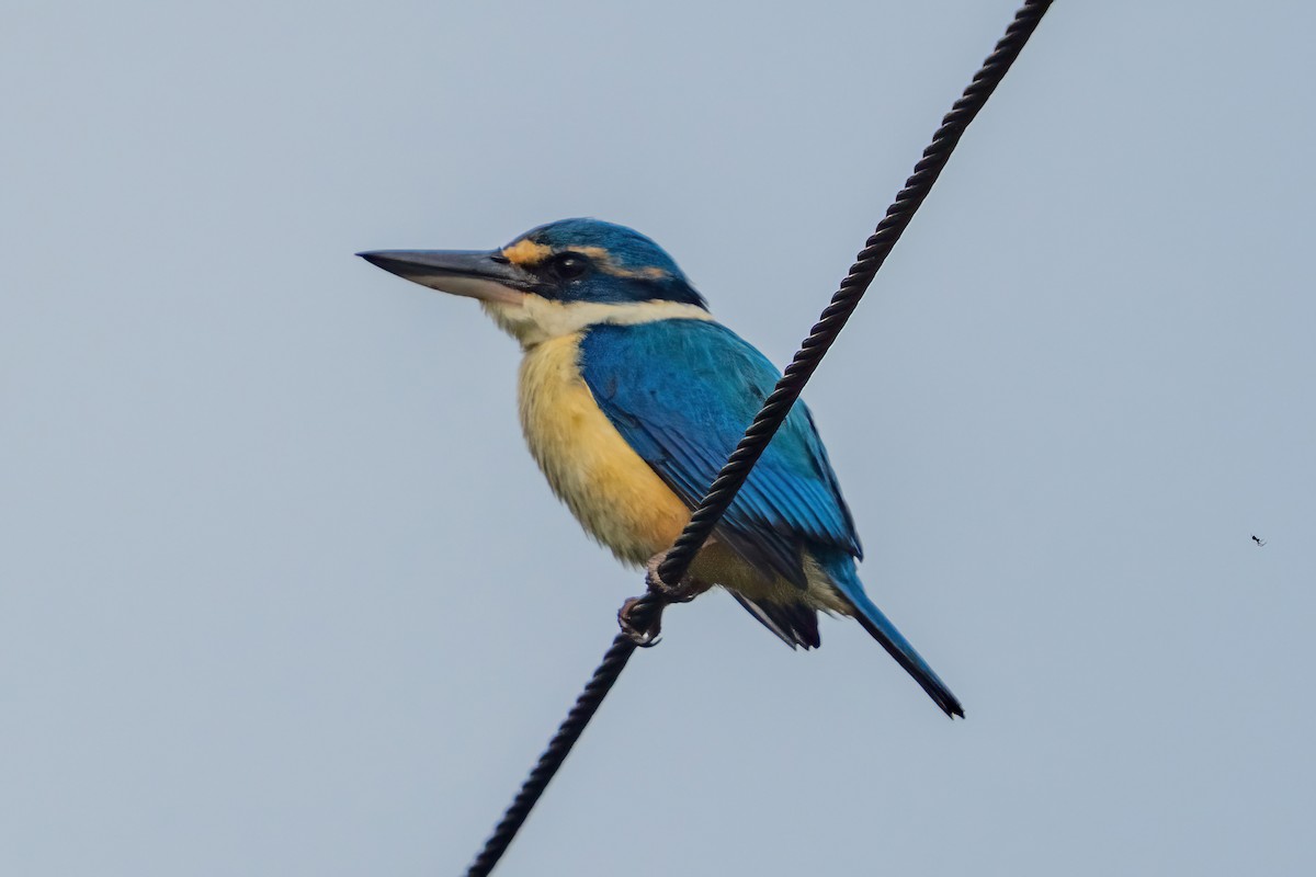 Martin-chasseur du Pacifique - ML646662048