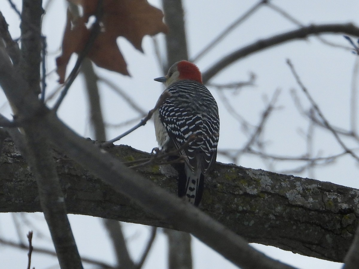 Red-bellied Woodpecker - ML646662049