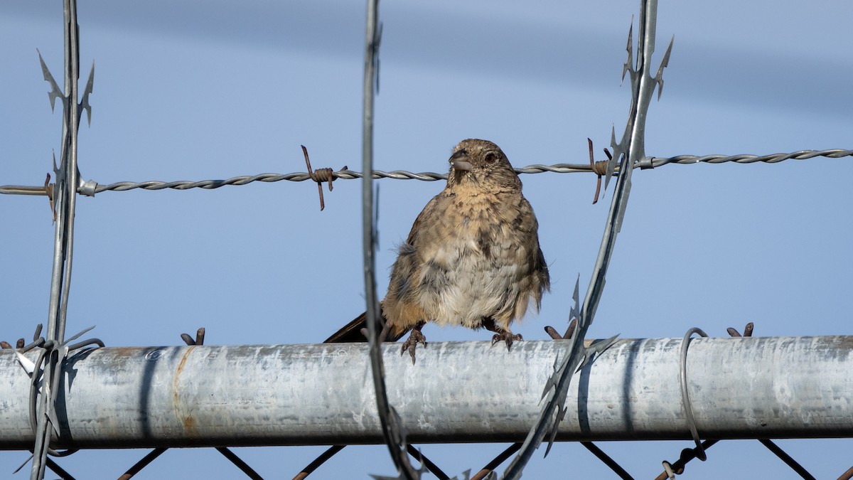 Canyon Towhee - ML646662050