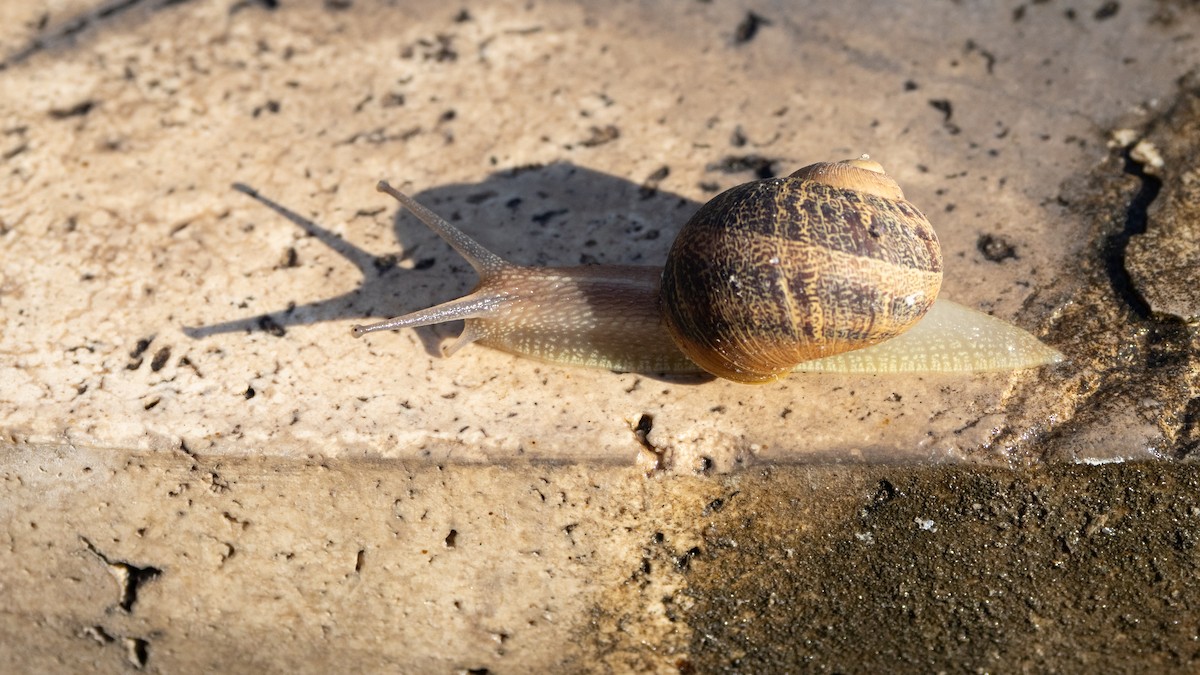 Garden Snail - ML646662052