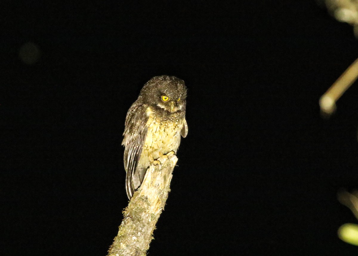 andesugle - ML646662053