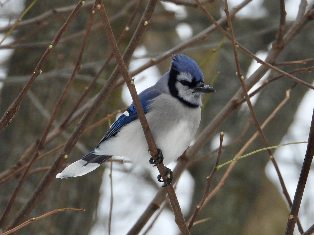 Blue Jay - ML646662054
