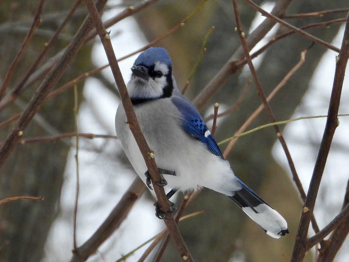 Blue Jay - ML646662055