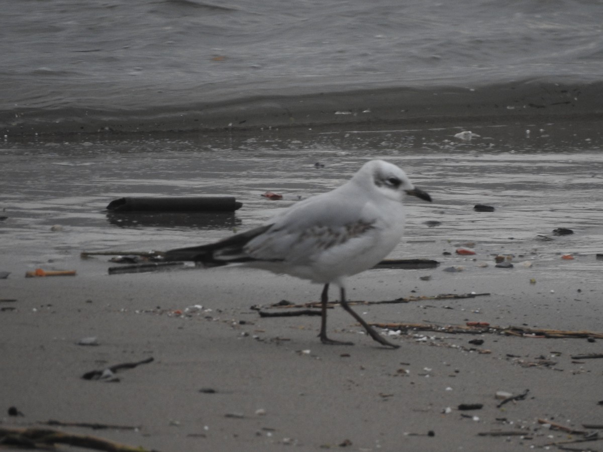 Mediterranean Gull - ML646662062