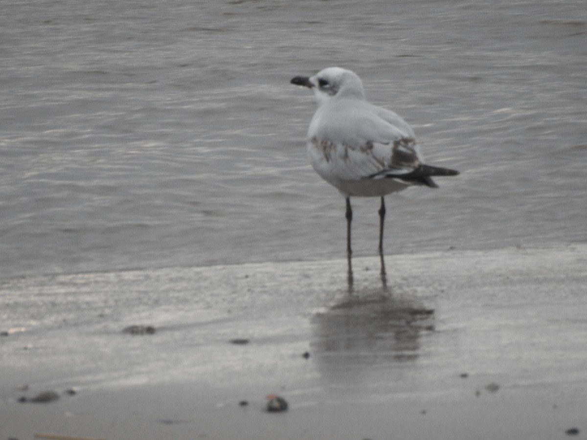 Mediterranean Gull - ML646662063