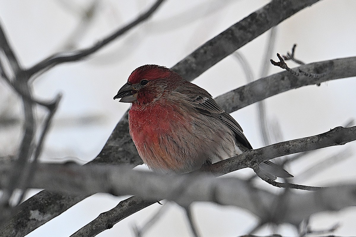 メキシコマシコ - ML646662064