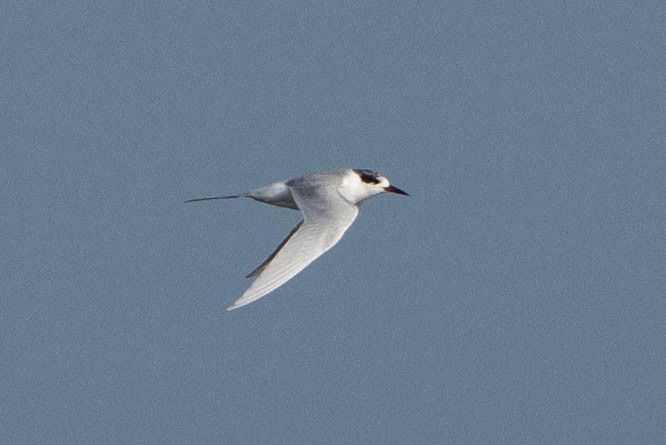 Forster's Tern - ML646662066