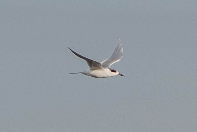 Forster's Tern - ML646662067