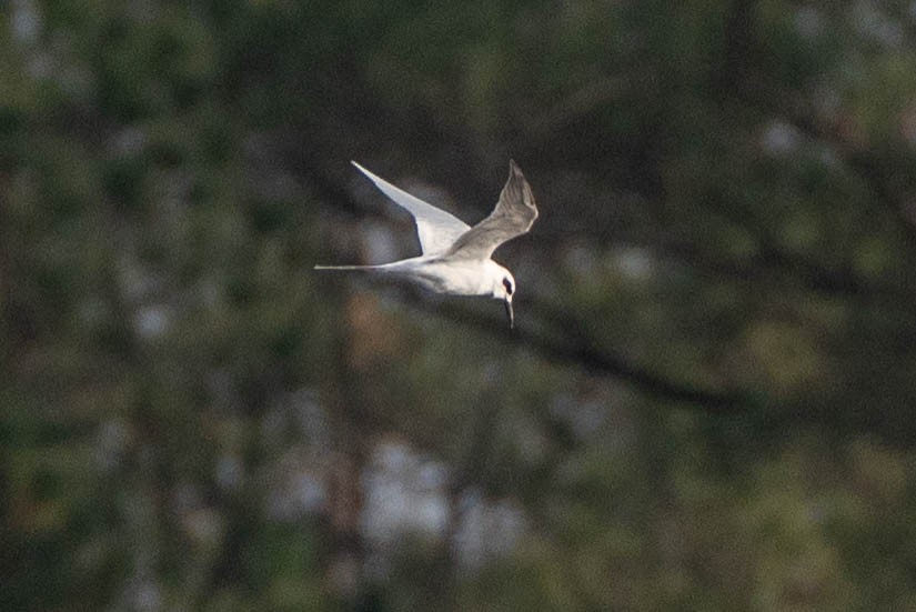 Forster's Tern - ML646662068