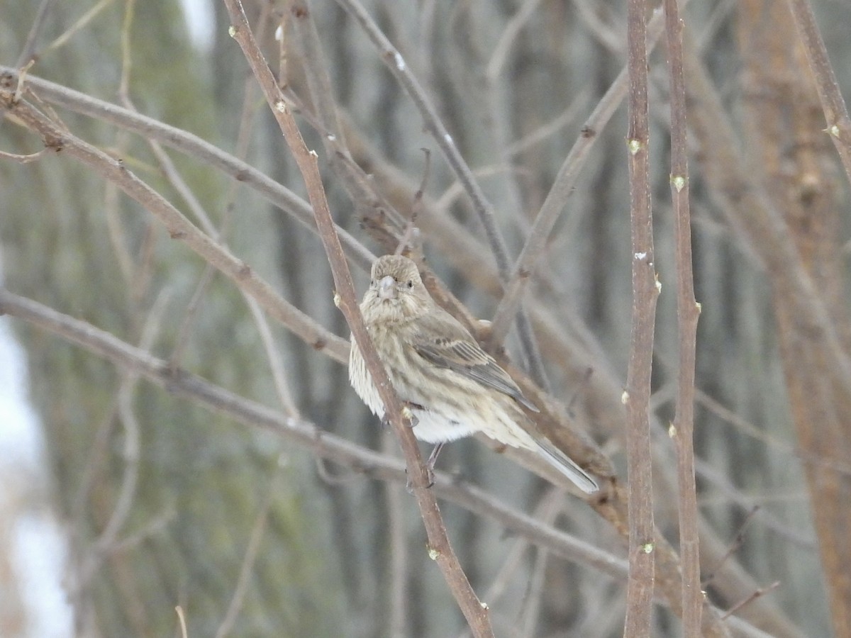 House Finch - ML646662070