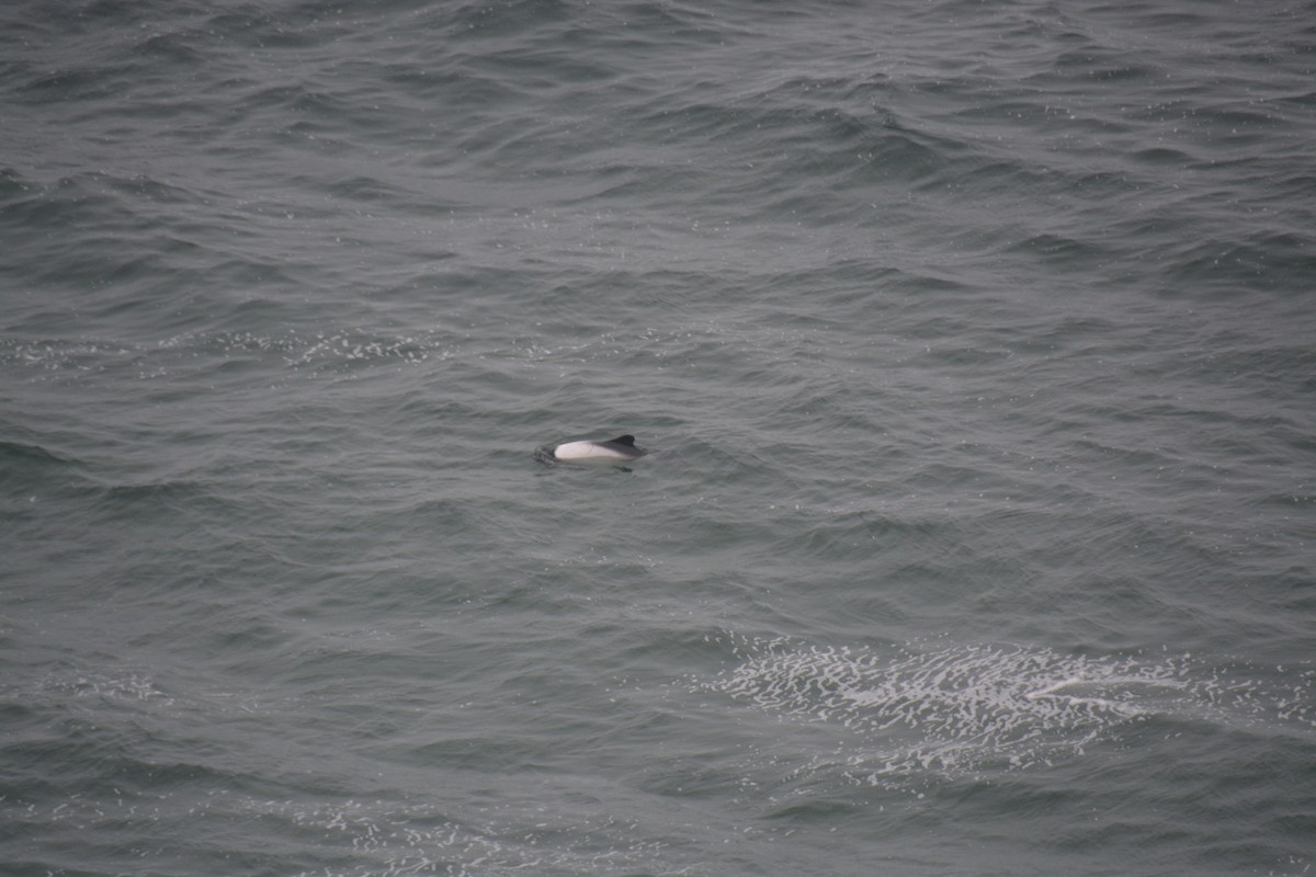 Commerson's Dolphin - ML646662072