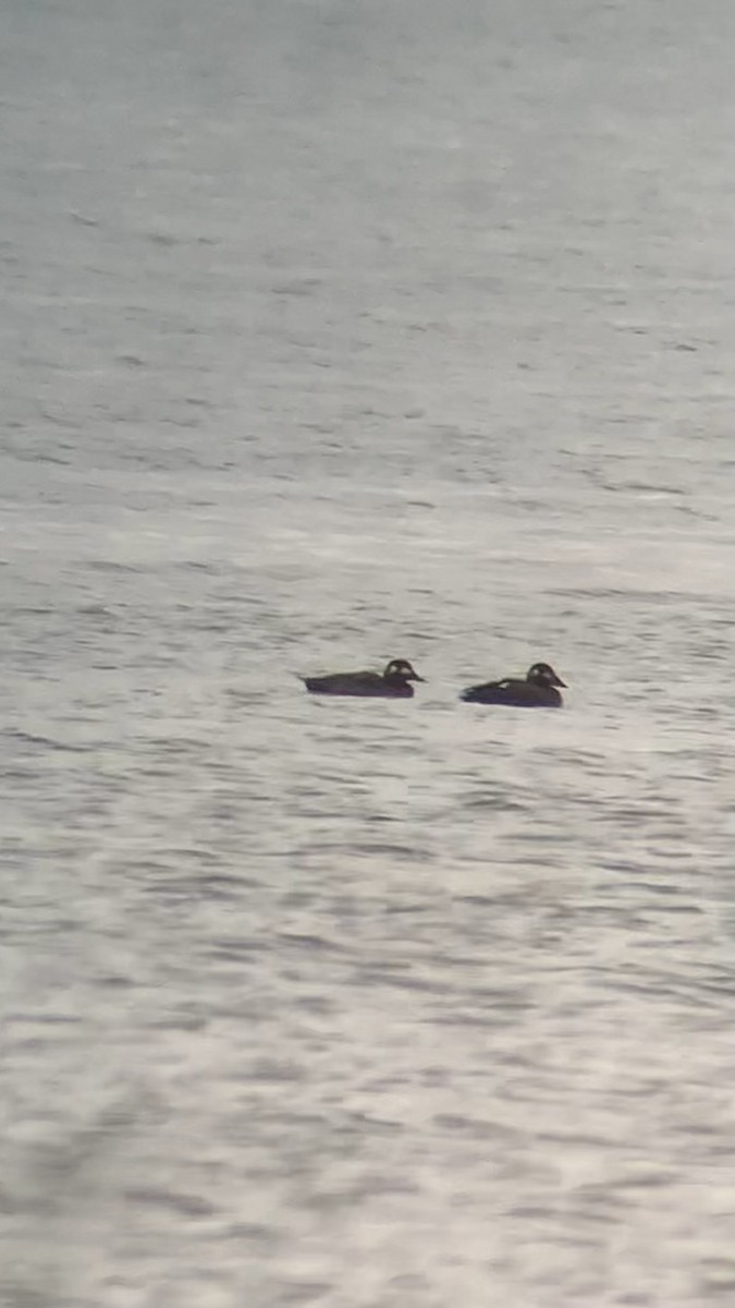 turpan kanadský - ML646662076