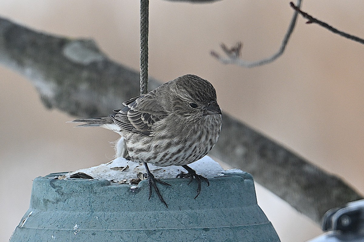 メキシコマシコ - ML646662079