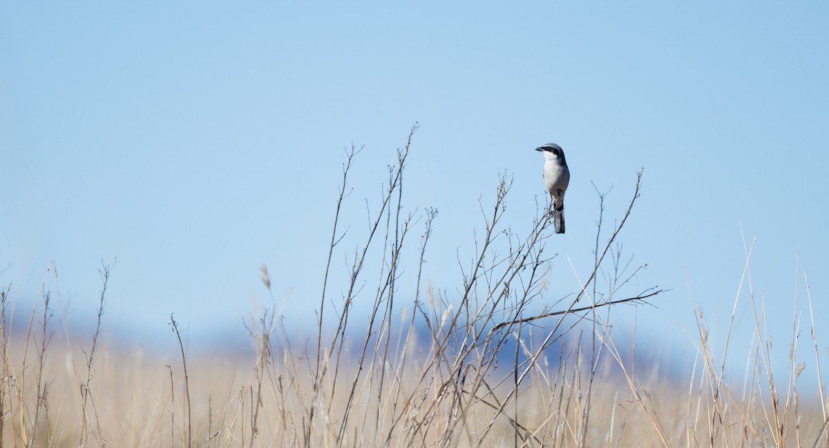 Pie-grièche migratrice - ML646662081