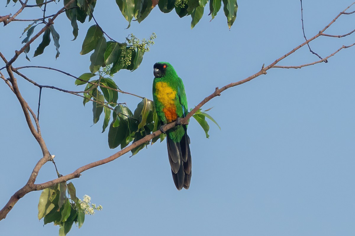 Maskeli Papağan - ML646662082