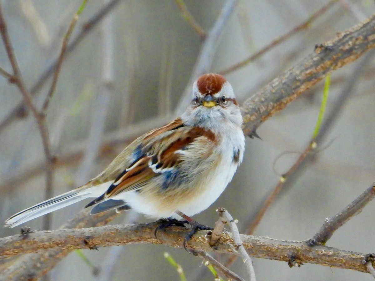 American Tree Sparrow - ML646662083