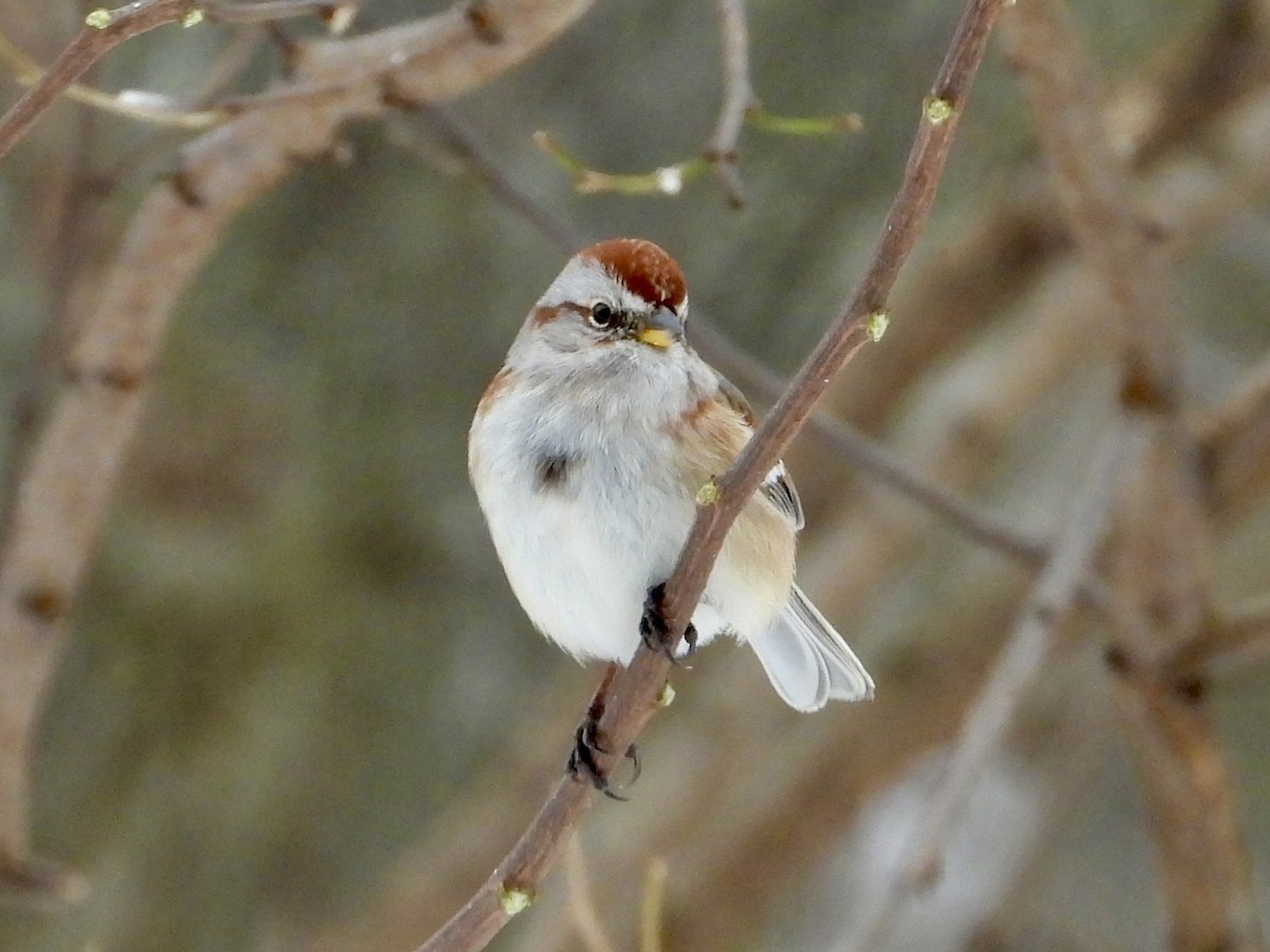American Tree Sparrow - ML646662084