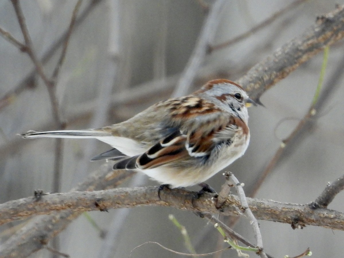 American Tree Sparrow - ML646662085