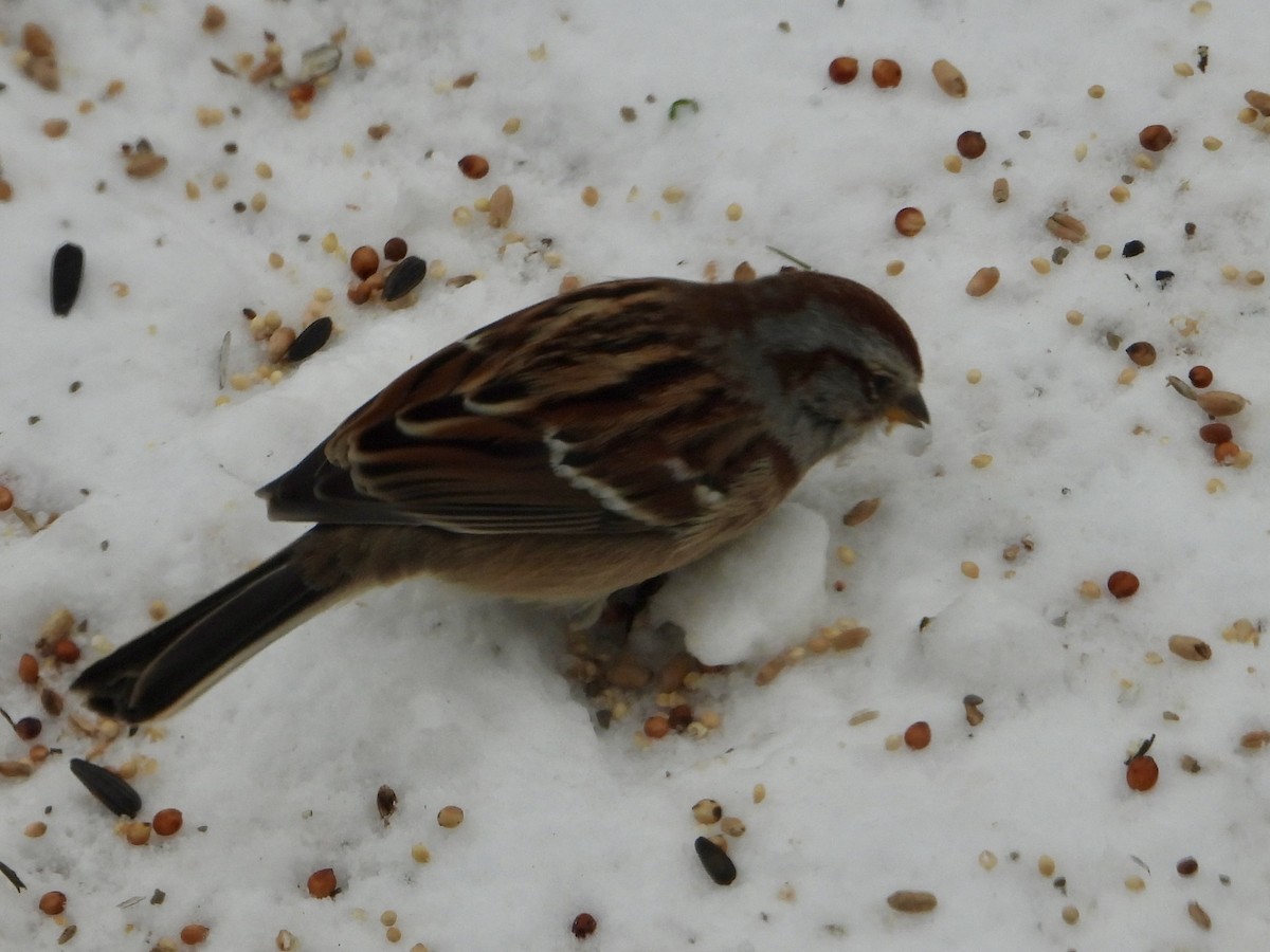 American Tree Sparrow - ML646662086
