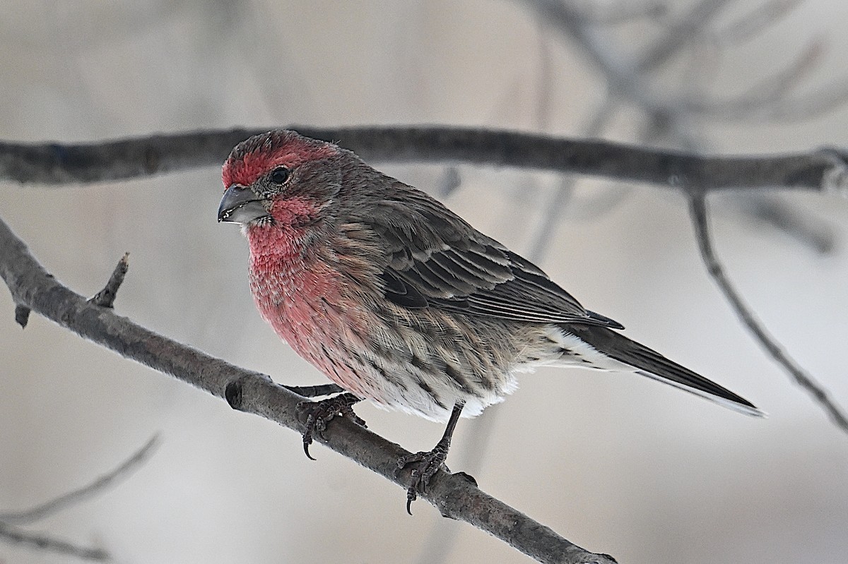 メキシコマシコ - ML646662092