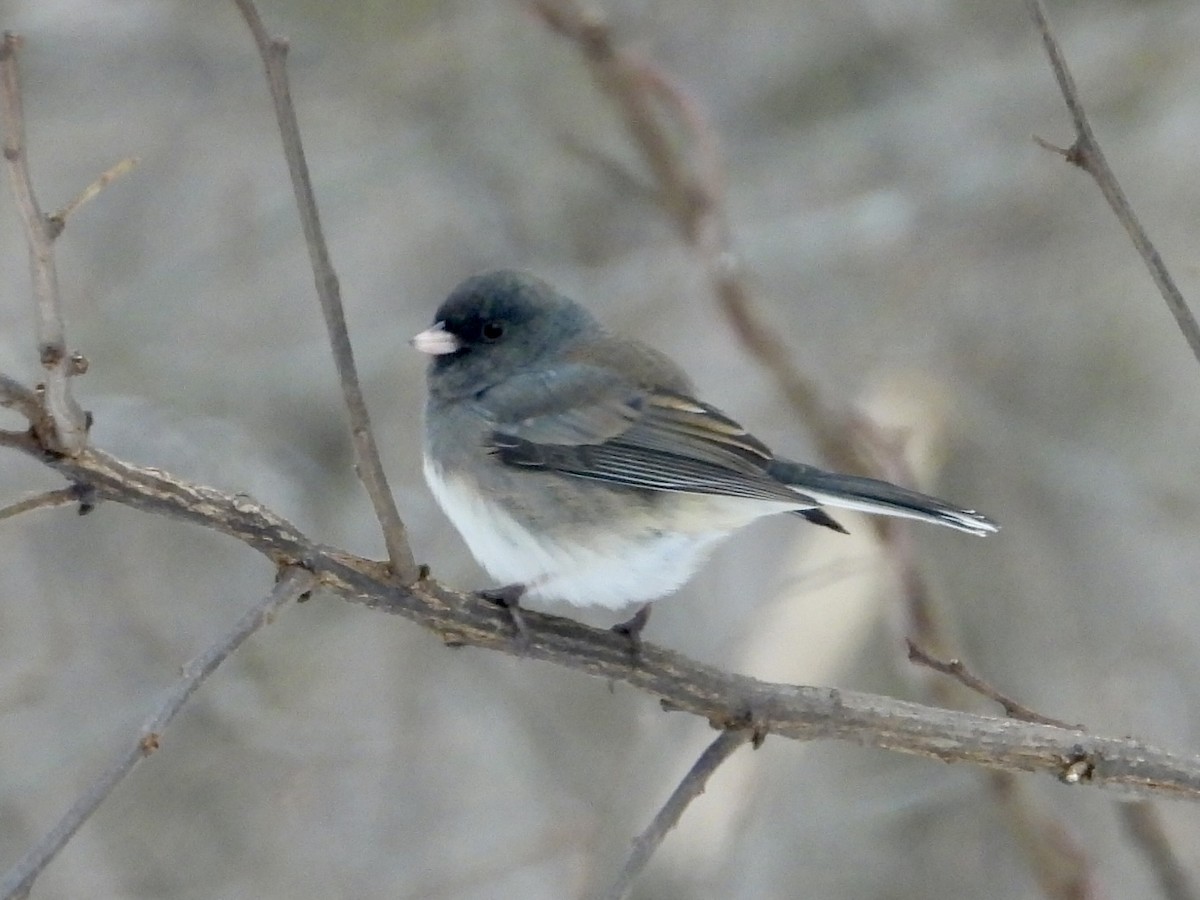Dark-eyed Junco - ML646662093