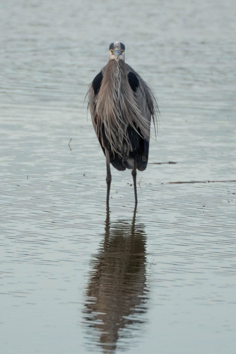 Great Blue Heron - ML646662094