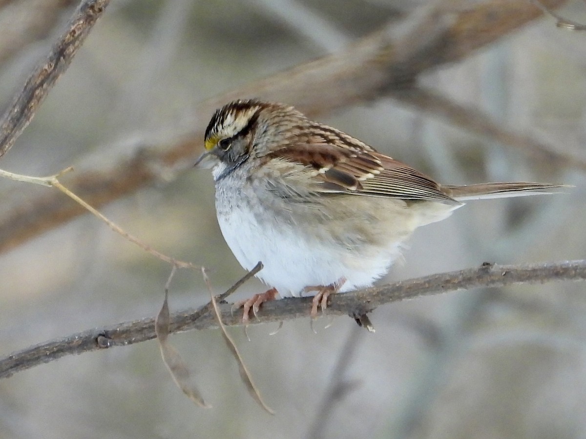 White-throated Sparrow - ML646662095