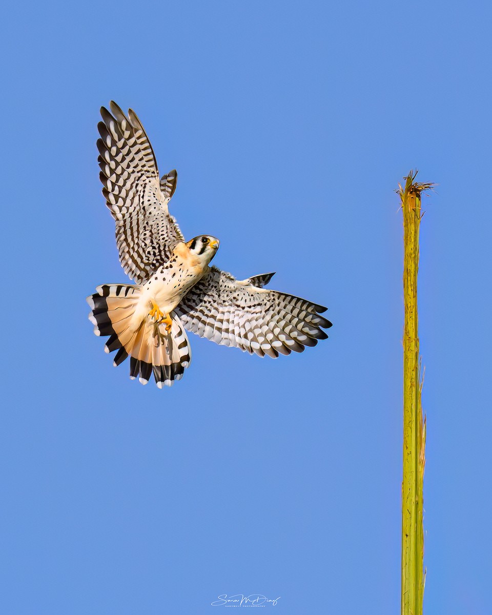 American Kestrel - ML646662096