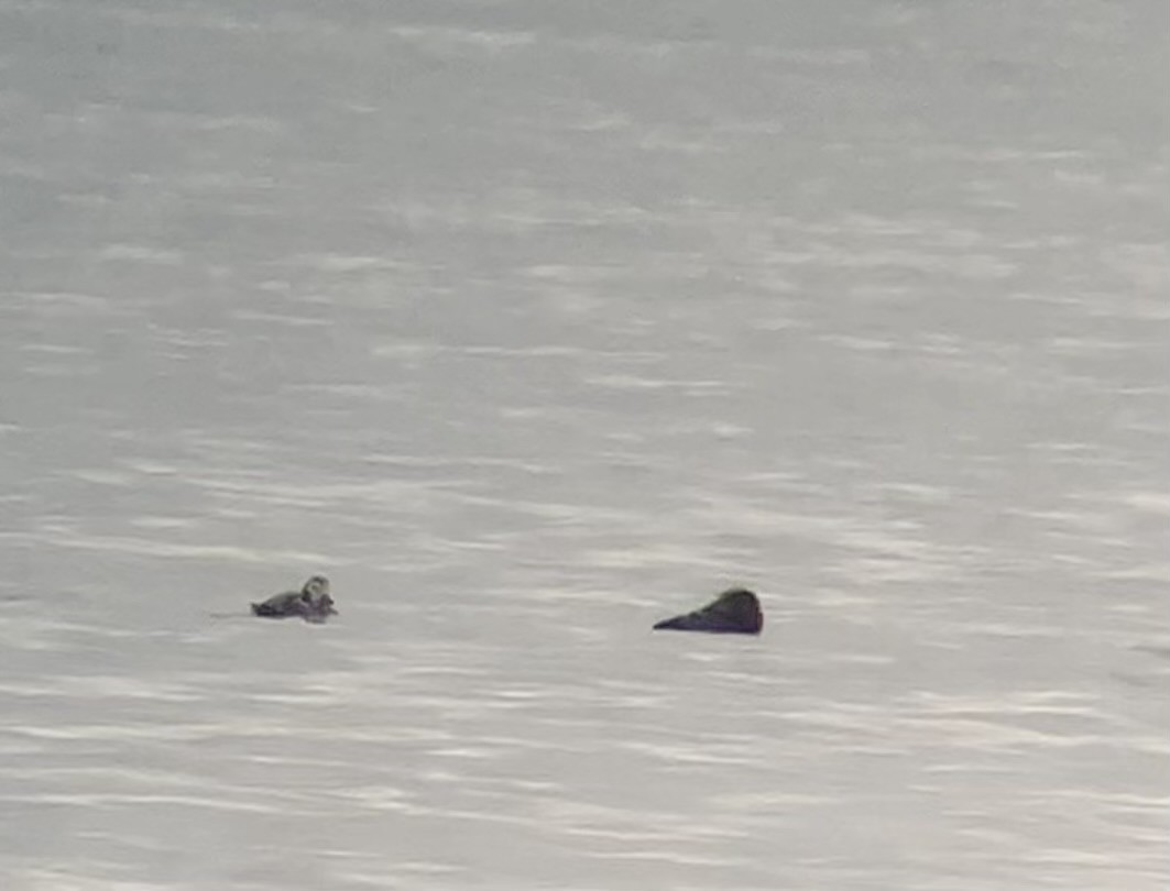 hoholka lední - ML646662097