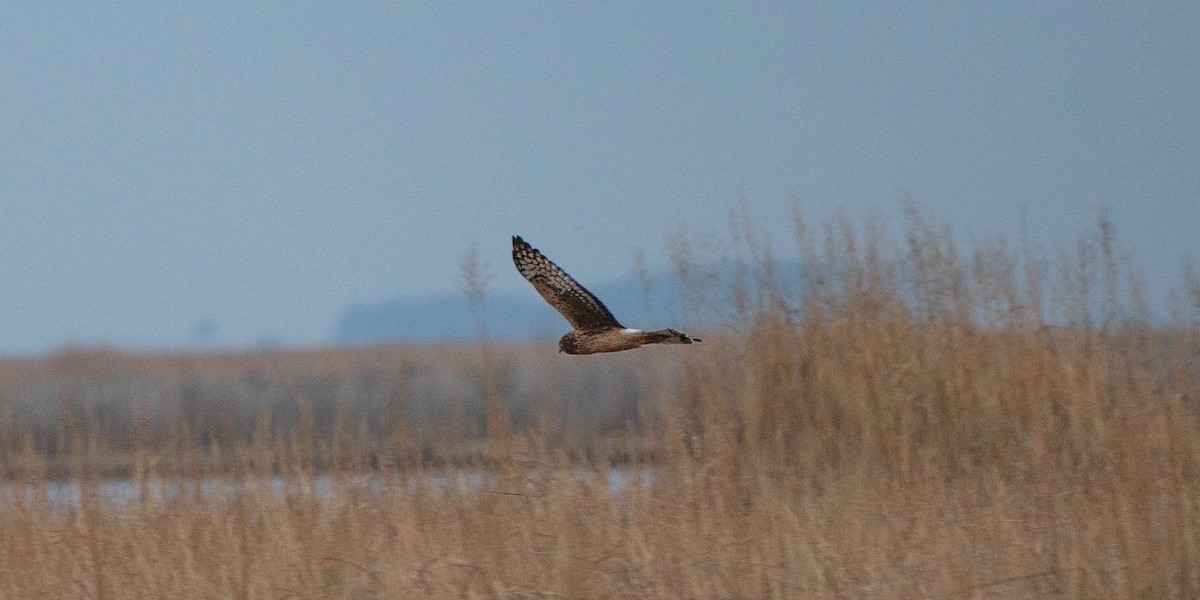 Northern Harrier - ML646662098