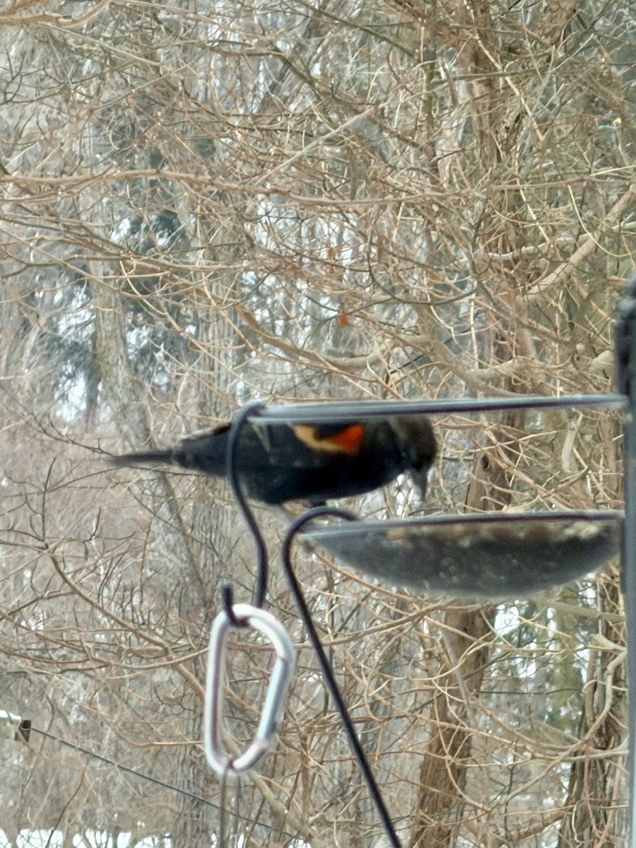 Red-winged Blackbird - ML646662101