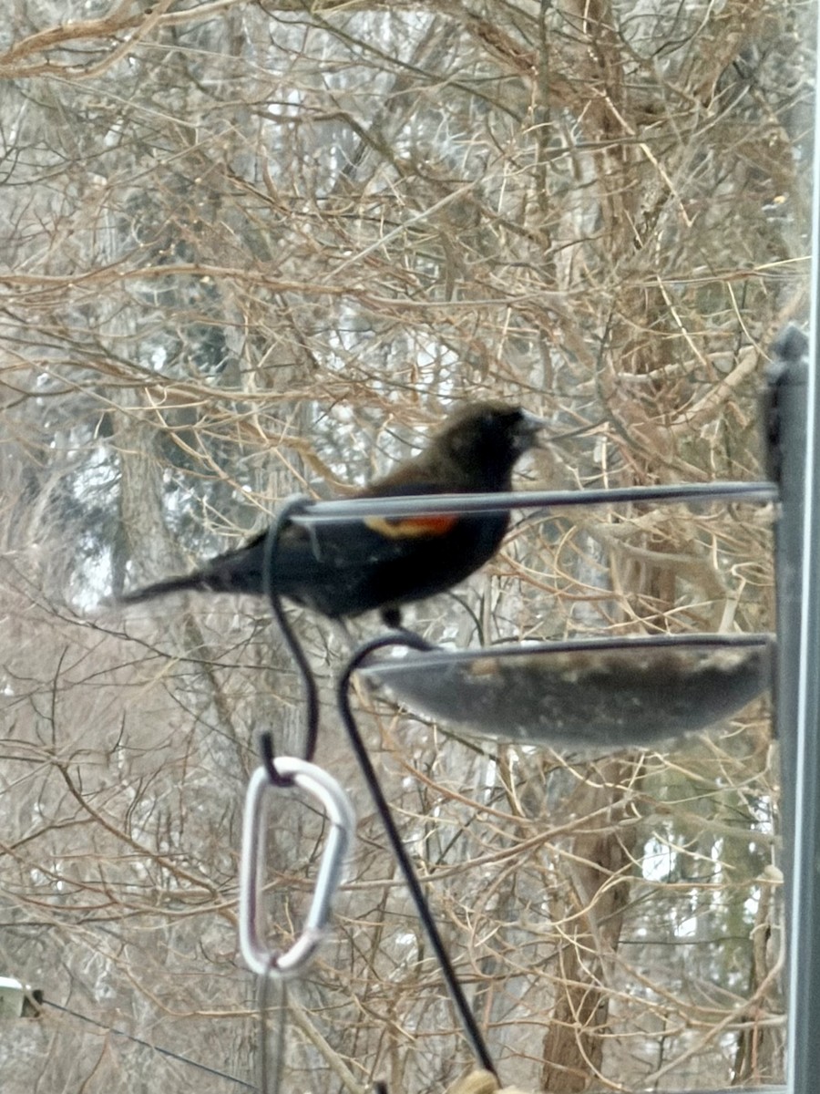 Red-winged Blackbird - ML646662102