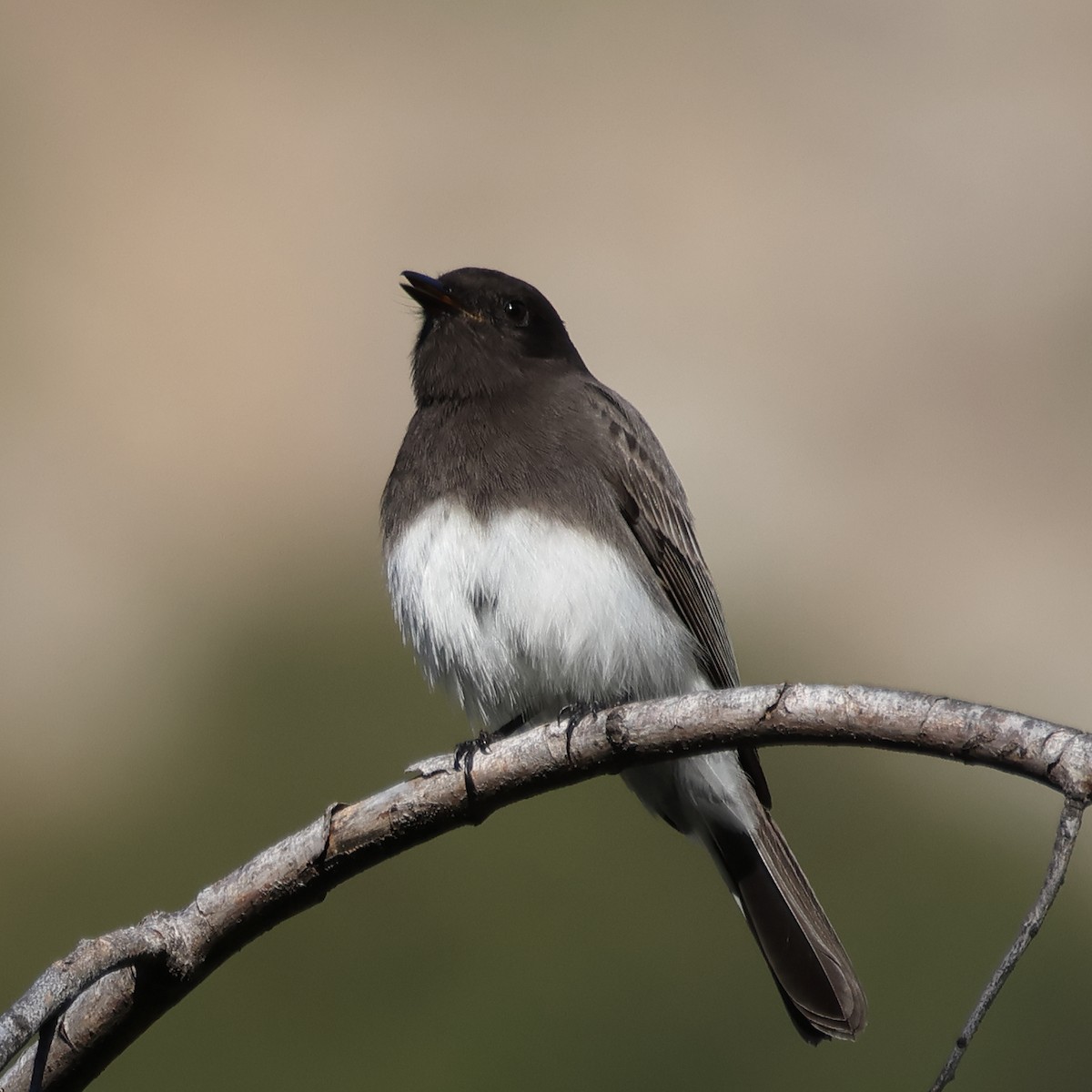 クロツキヒメハエトリ - ML646662103