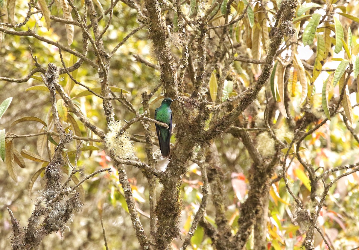 safirvingekolibri - ML646662104