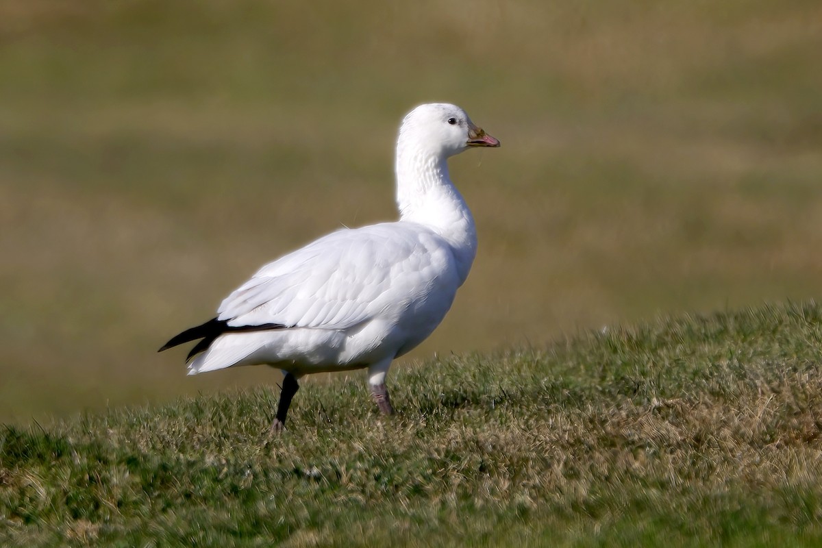 Ross antzara - ML646662105