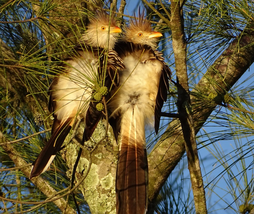 Guira Cuckoo - ML646662107