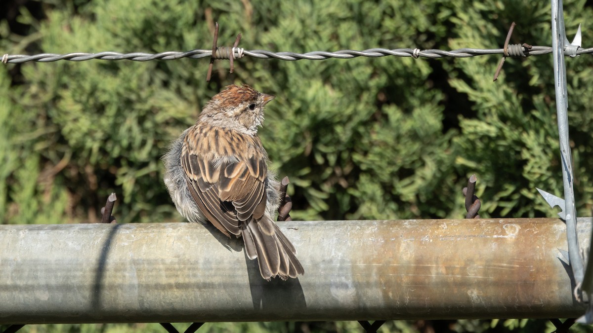 Chipping Sparrow - ML646662108