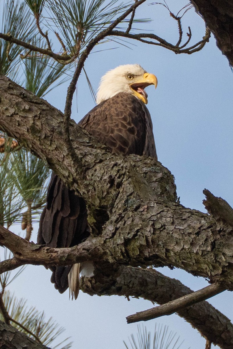 Bald Eagle - ML646662109