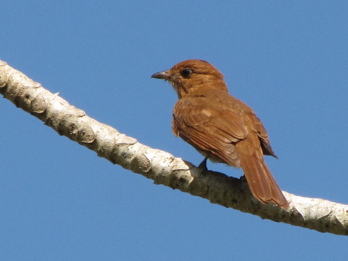 Rufous Piha - ML64666211