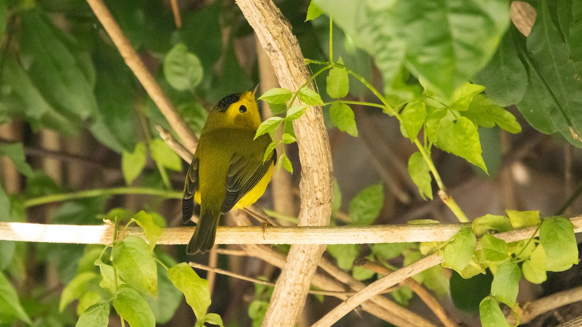 Wilson's Warbler - ML646662118
