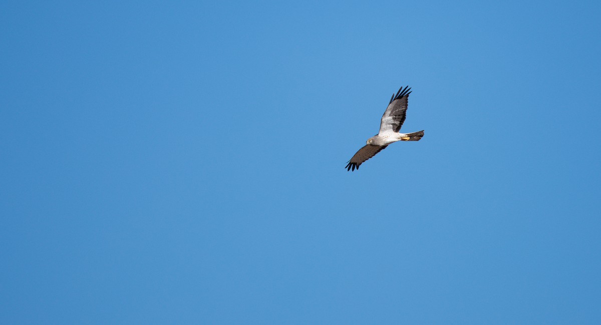 Northern Harrier - ML646662120
