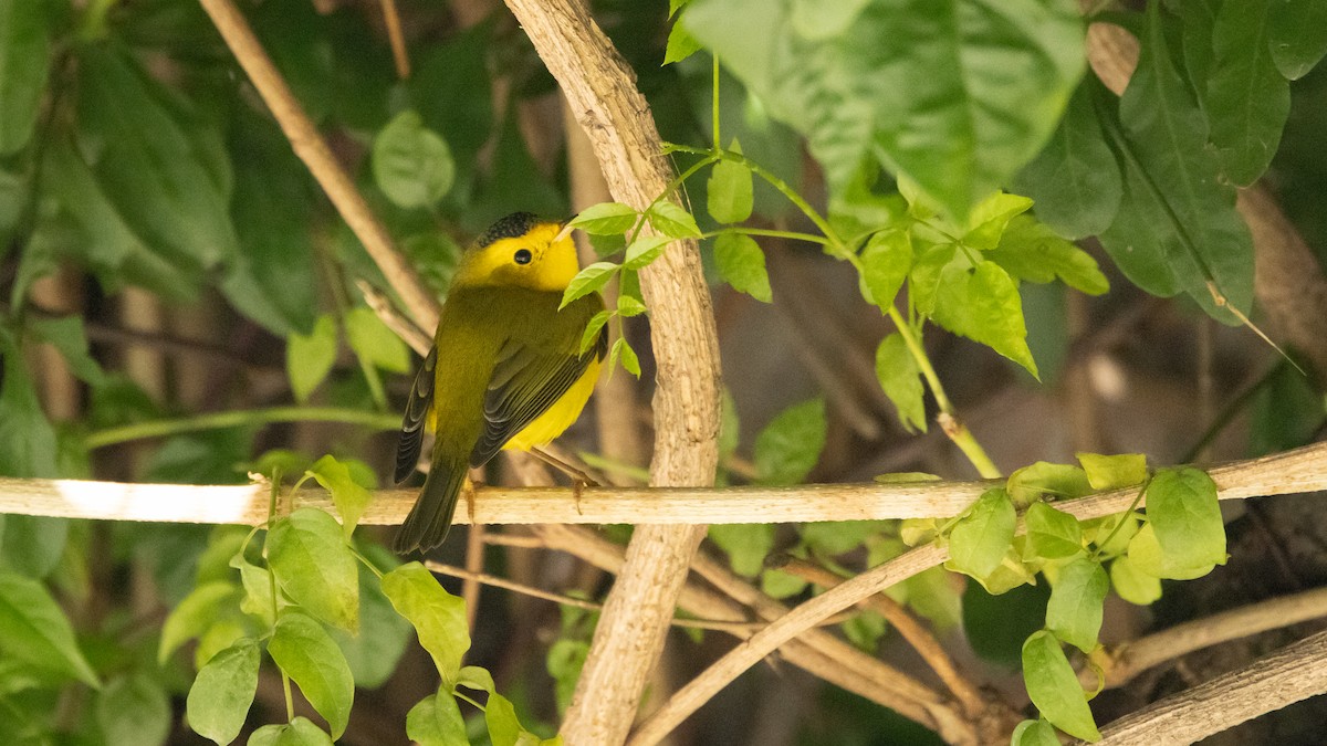 Wilson's Warbler - ML646662123