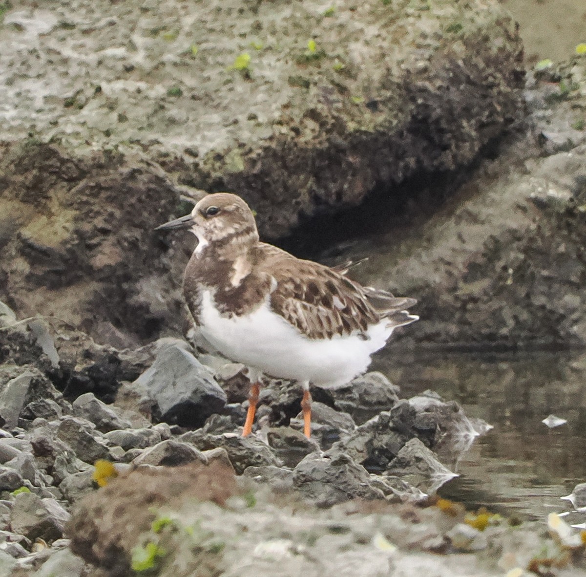 Ruddy Turnstone - ML646662124