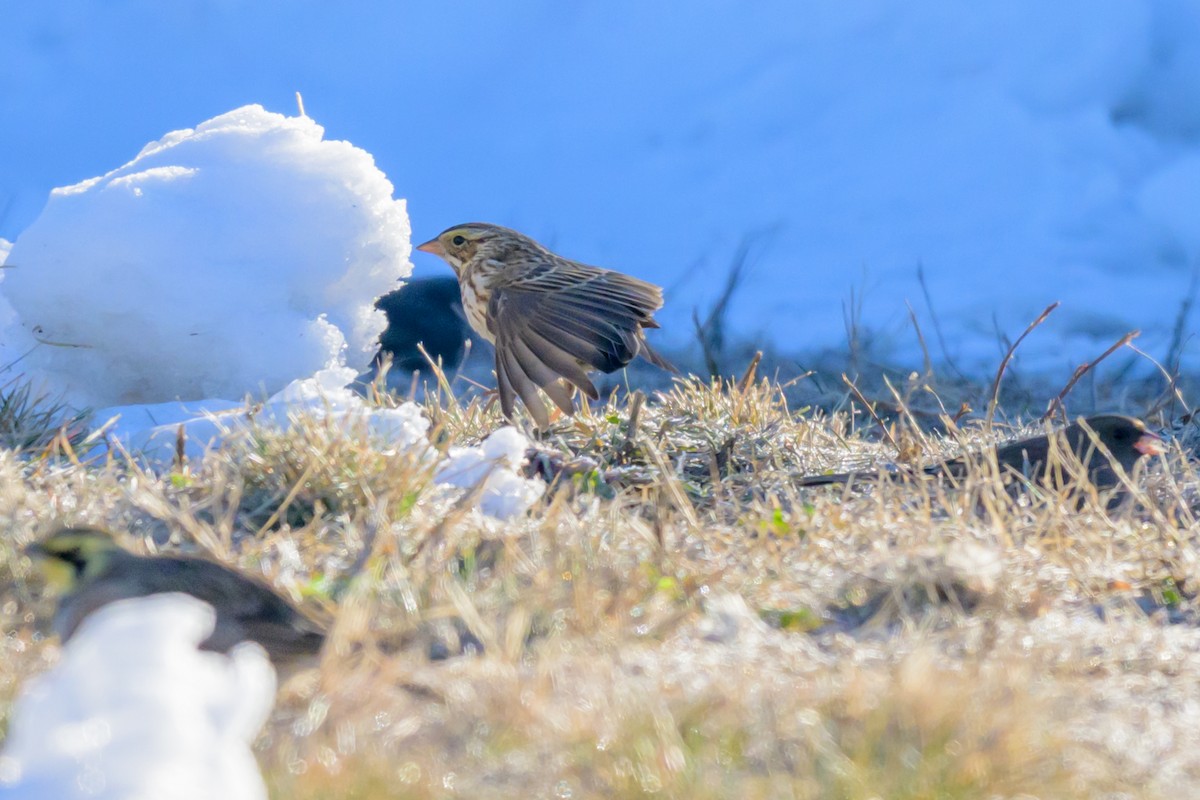 Savannah Sparrow - ML646662125