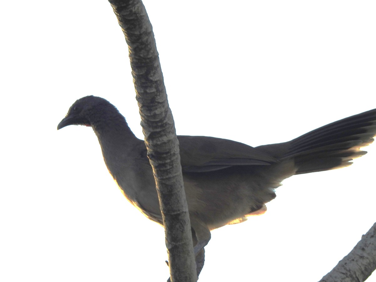 Plain Chachalaca - ML646662126