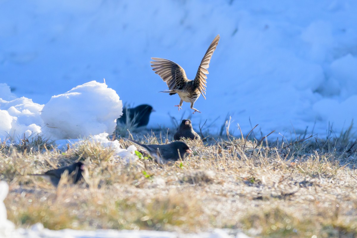 Savannah Sparrow - ML646662130