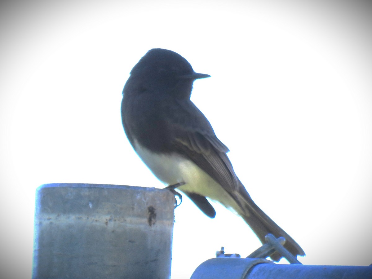 Феб чорний - ML646662133