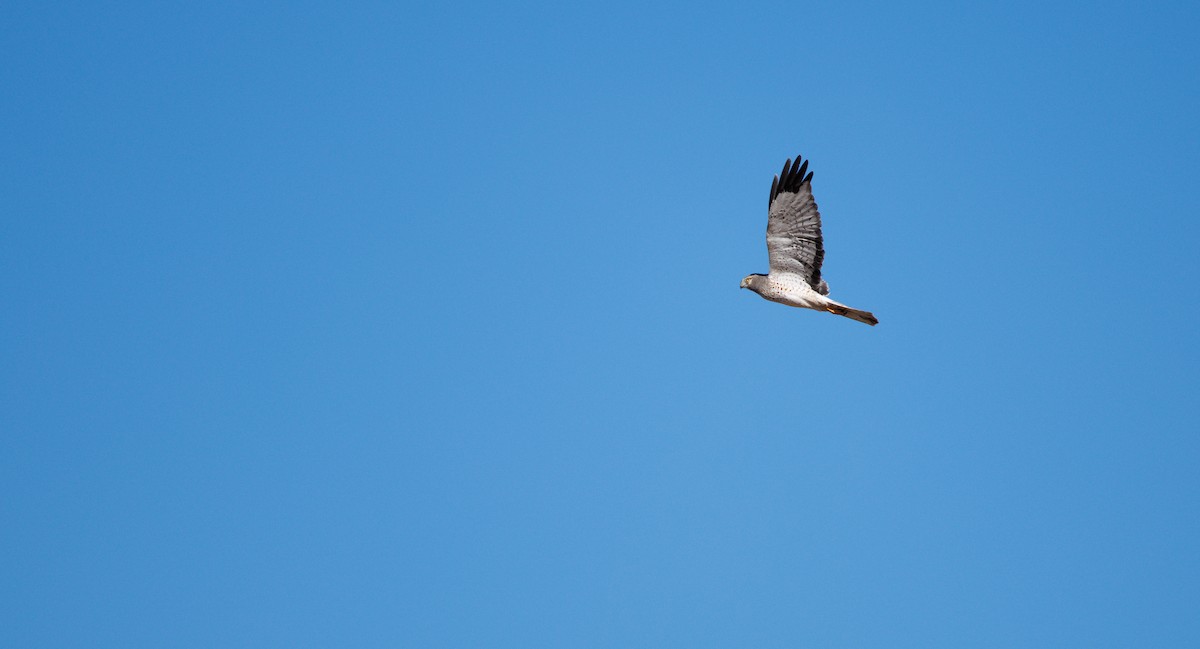 Northern Harrier - ML646662134